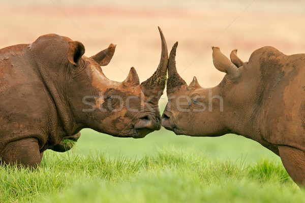 Biały nosorożec portret dwa Południowej Afryki twarz Zdjęcia stock © EcoPic
