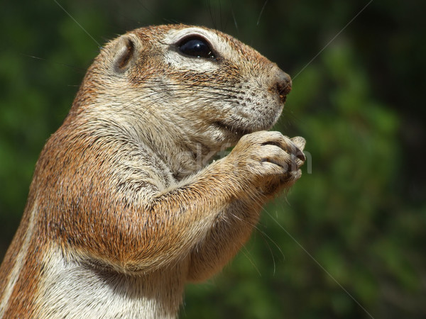 Ground squirrel Stock photo © EcoPic