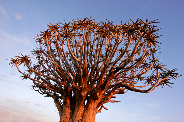 Quiver tree Stock photo © EcoPic