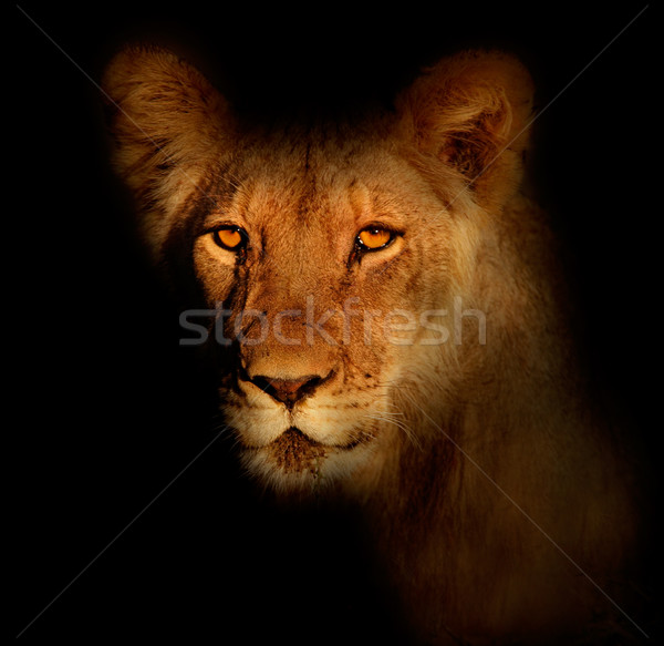 Lion portrait Stock photo © EcoPic
