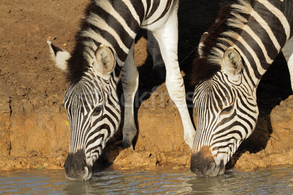 Plains zebras drinking Stock photo © EcoPic