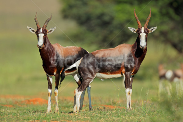Bontebok antelopes Stock photo © EcoPic
