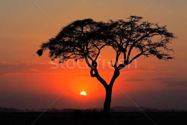 Sunset with silhouetted tree Stock photo © EcoPic