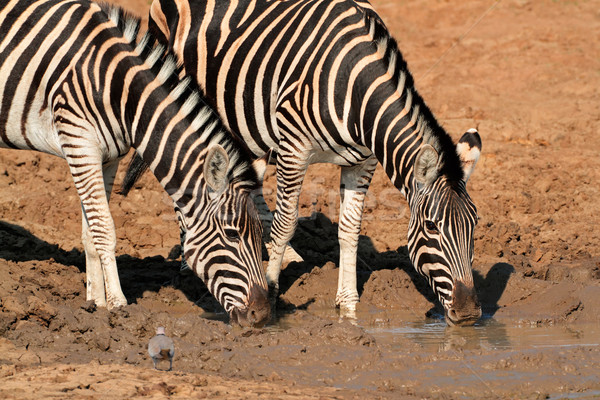 Plains Zebras drinking water Stock photo © EcoPic