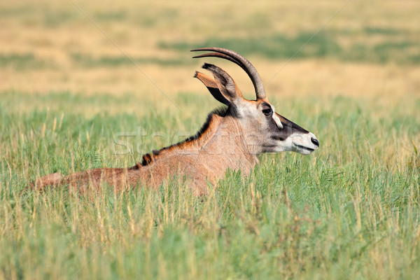 Roan antelope Stock photo © EcoPic