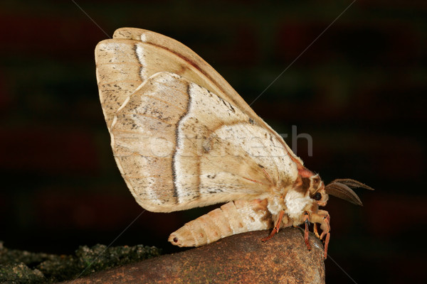 Furry moth Stock photo © EcoPic