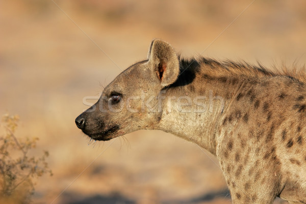 Hyäne Porträt Wüste Südafrika Augen Afrika Stock foto © EcoPic