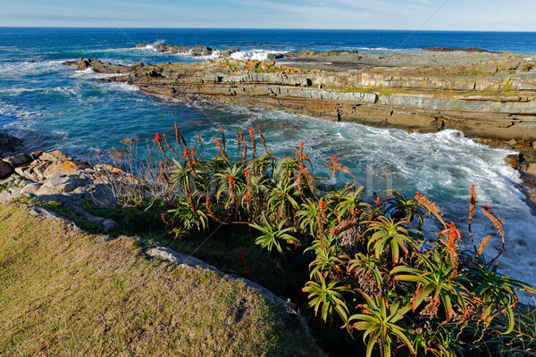 風光明媚な 海岸線 南アフリカ 開花 アロエ 庭園 ストックフォト © EcoPic