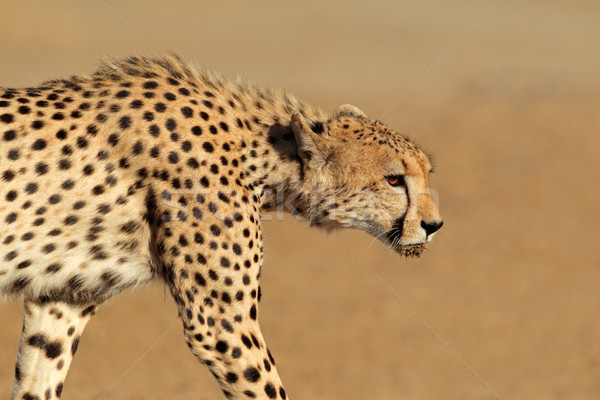 Ghepardo deserto Sudafrica occhi ritratto africa Foto d'archivio © EcoPic