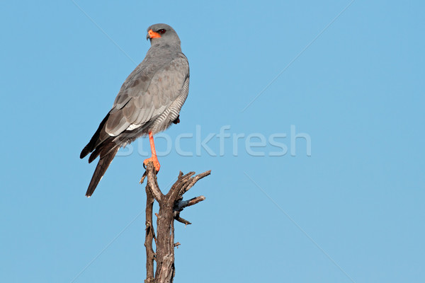 Pálido ramo África do Sul árvore pássaro azul Foto stock © EcoPic