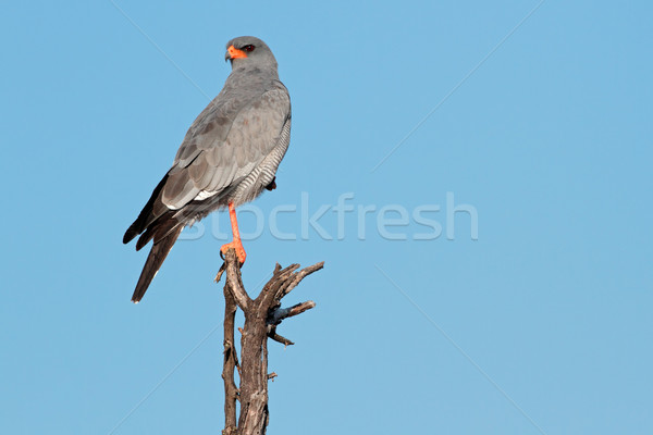 Stockfoto: Bleek · tak · South · Africa · boom · vogel · Blauw