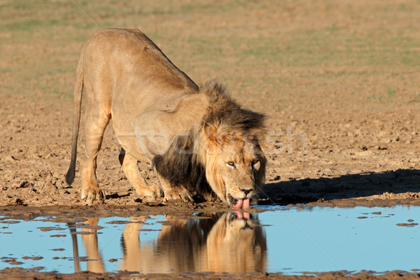 Afrikaanse leeuw drinken groot mannelijke drinkwater Stockfoto © EcoPic