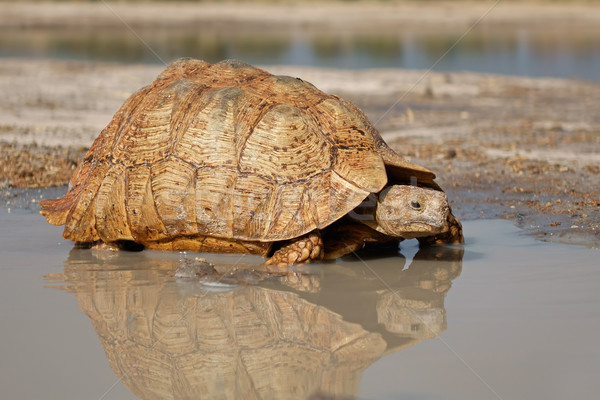 Leopárd teknősbéka hegy Dél-Afrika víz szemek Stock fotó © EcoPic