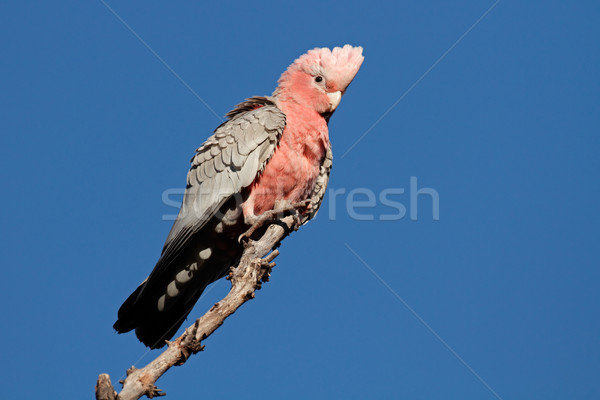 Galah Cockatoo, Australia Stock photo © EcoPic