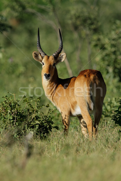 Puku antelope Stock photo © EcoPic