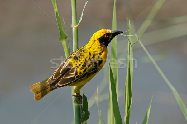 Spotted-backed Weaver Stock photo © EcoPic