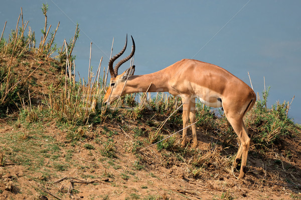 Feeding impala antelope Stock photo © EcoPic