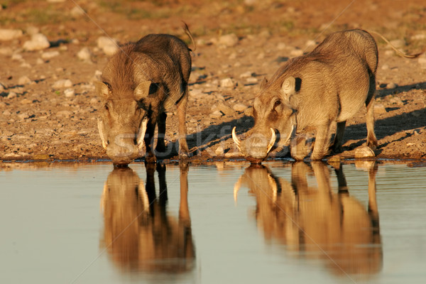 Warthogs drinking Stock photo © EcoPic