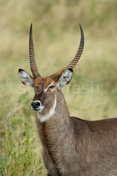 Waterbuck portrait Stock photo © EcoPic