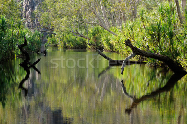 Trees with reflections Stock photo © EcoPic