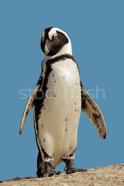 African penguin Stock photo © EcoPic
