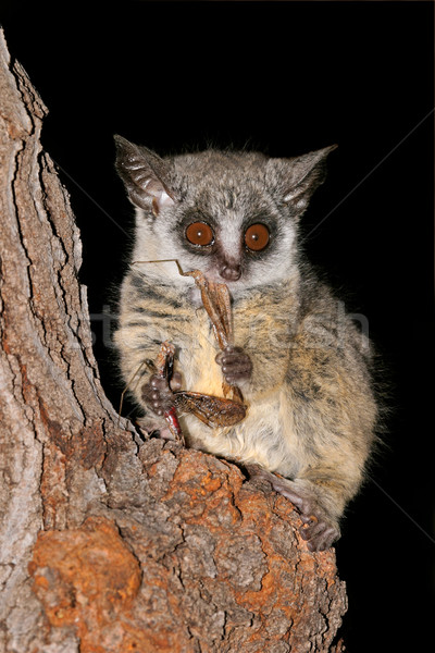 Lesser Bushbaby Stock photo © EcoPic