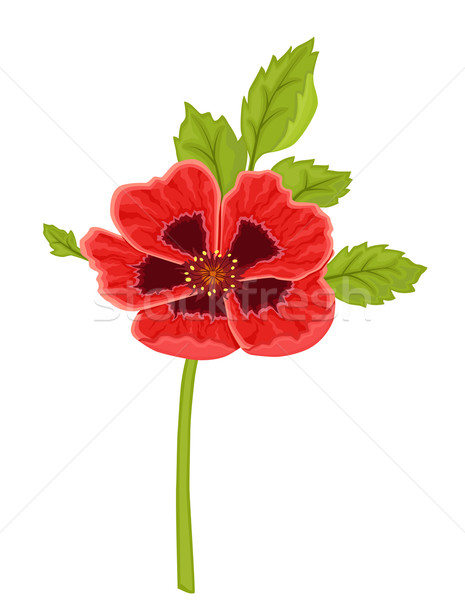 Rood poppy bloem geïsoleerd witte vector Stockfoto © Eireann