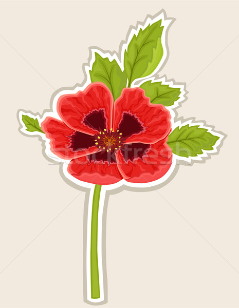 Poppy bloem kaart Rood label vector Stockfoto © Eireann