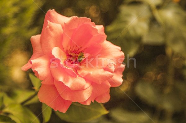 Beautiful rose and the bee. Stock photo © ekapanova