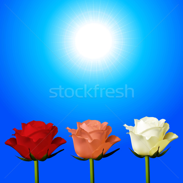Trio of red pink and white roses over sunny sky Stock photo © elaine