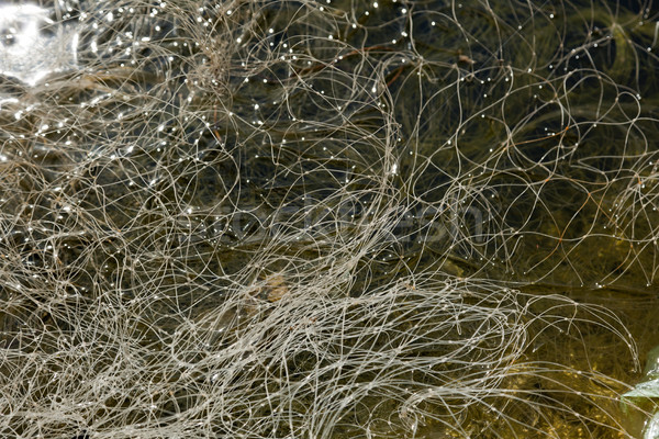 Fishing net in Still Water Stock photo © eldadcarin