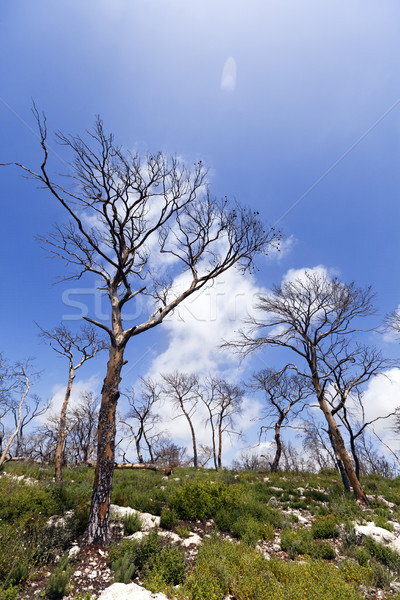 Burnt Forest on a Hill Stock photo © eldadcarin
