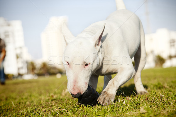 Bull Terrier with Chew Toy in Park Stock photo © eldadcarin