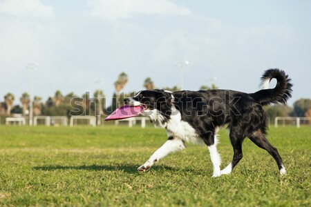 A Border Collie dog caught in the middle of jumping to fetch a rubber ball, on a sunny day at an urb Stock photo © eldadcarin