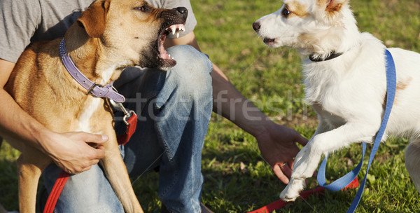 Stock photo: Two Dogs and Trainer Playing in Park