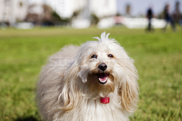 Toy Poodle Dog Portrait in the Park Stock photo © eldadcarin