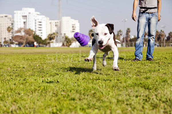 Pitbull funcţionare câine jucărie proprietar în picioare Imagine de stoc © eldadcarin