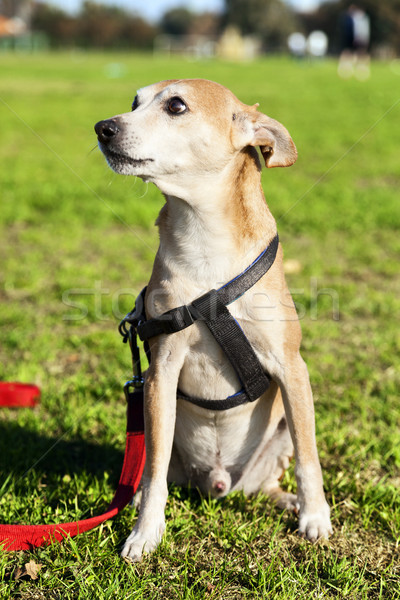 Pinscher Dog Portrait at the Park Stock photo © eldadcarin