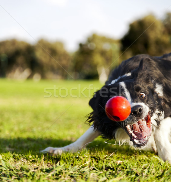 Foto stock: Border · collie · cão · bola · brinquedo · parque · vermelho