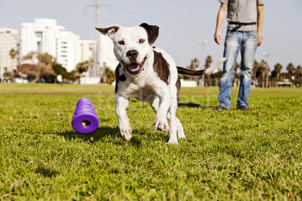 ピットブル を実行して 犬 おもちゃ 所有者 立って ストックフォト © eldadcarin