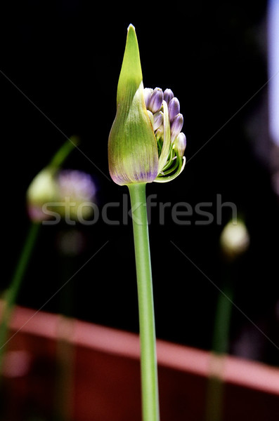 Blooming Lily of the Nile Stock photo © eldadcarin