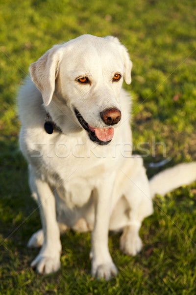 Gemischte labrador Hund Porträt Park Sitzung Stock foto © eldadcarin