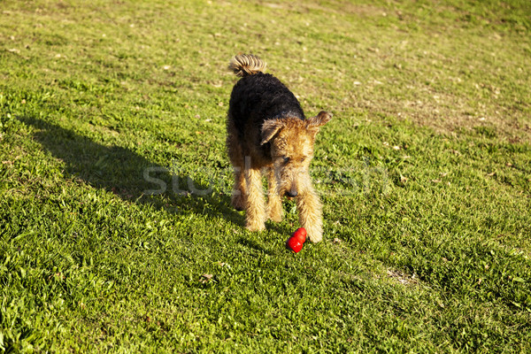 Foto stock: Terrier · cão · corrida · brinquedo · parque · feminino