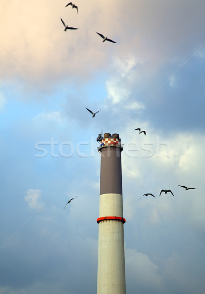Kuşlar etrafında elektrik santralı baca uçan Stok fotoğraf © eldadcarin