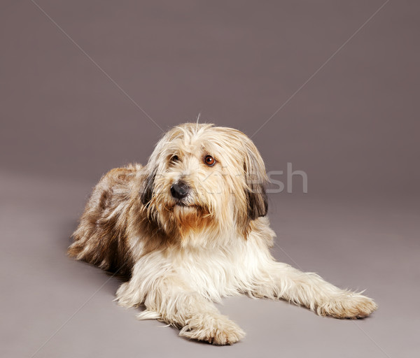 Сток-фото: собака · студию · портрет · Sweet · Cute · коричневый
