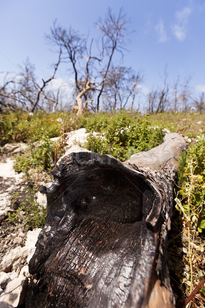 Fa erdő Izrael erdőtűz év föld Stock fotó © eldadcarin