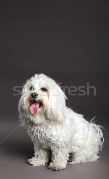 Maltese Dog Studio Portrait Stock photo © eldadcarin