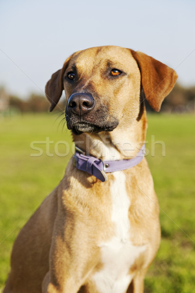 Gemengd ras hond portret park vergadering Stockfoto © eldadcarin
