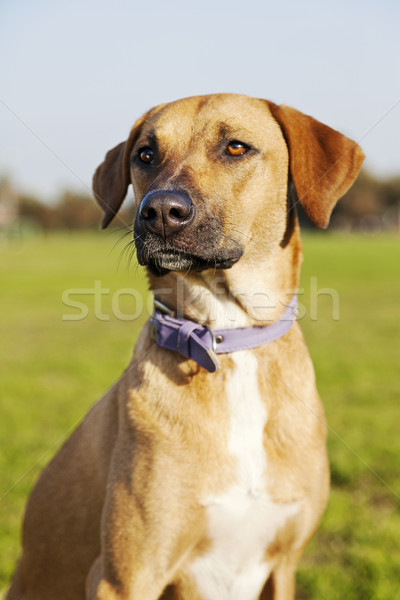 Karışık köpek portre park oturma Stok fotoğraf © eldadcarin