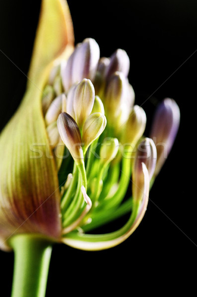 Lírio broto verde planta Foto stock © eldadcarin